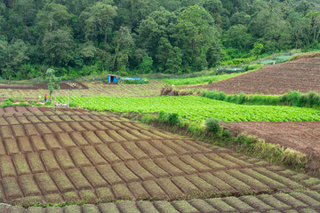 plantation with a mountain background.