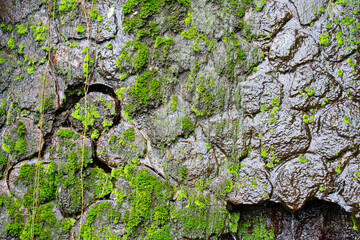 Mossy wall texture with running water.