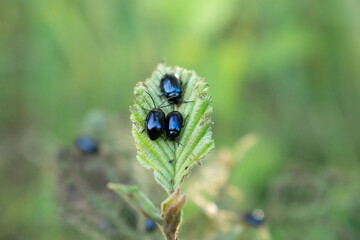 Blue beetles on a leaf - Powered by Adobe