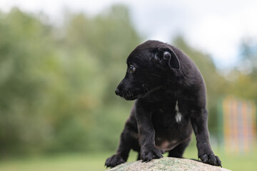 Portrait of a small beautiful purebred black puppy in the park.