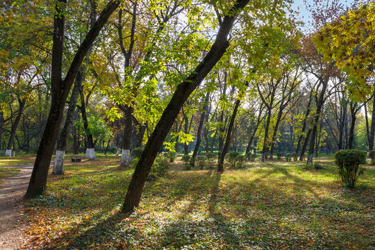 city park on a sunny autumn day. trees in green and yellow foliage