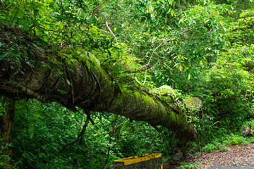 fallen tree in the forest overgrown with grass.	
