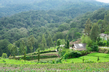 focus selection of plantations, misty hills, and houses with asphalt road downhill.