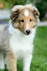 sheltie_014