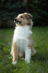 sheltie_013