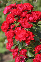 Red roses in the garden, blurred background