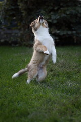 sheltie_009
