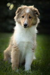 sheltie_007