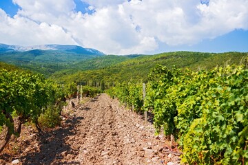 Fototapeta na wymiar Beautiful Vineyards on The Background of Mountains