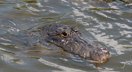 alligator in the swamp