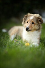sheltie_003