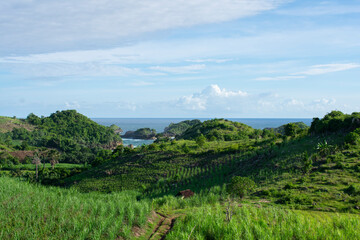 beachside hill background covered with green grass and trees