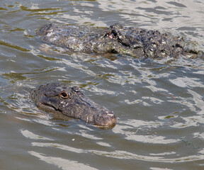 alligator in the water