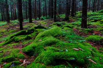 green wet moss on rocks while hiking in a forest
