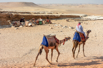 Egypt, Bedouins and camels among the sands of the Giza Valley