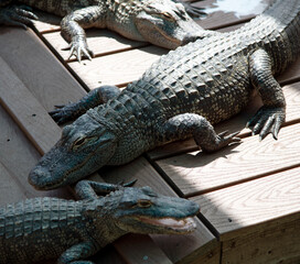 alligator in the everglades