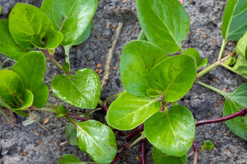 mauka leafs (Mirabilis expansa) vegetable in the Andes