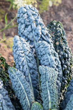 Kale Yurok Leafs (Brassica Oleracea)