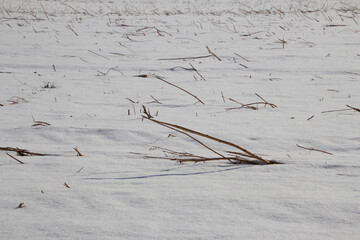 Grain stubble in a snow covered field in winter