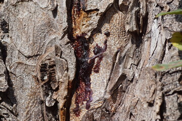 Close up of horse chestnut bark bleeding. A bark infection which bleed a dark or reddish brown...