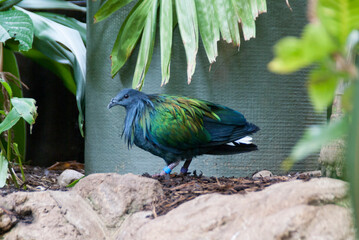 Colorful bird