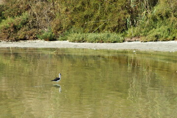 Pretty black-necked stilt feeding silently in a quiet lagoon
