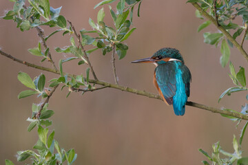 Kingfisher in his natural habitat