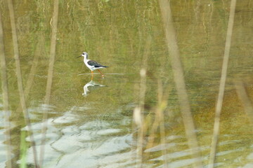 Pretty black-necked stilt feeding silently in a quiet lagoon