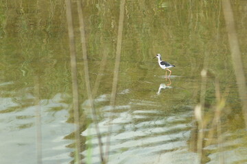 Pretty black-necked stilt feeding silently in a quiet lagoon