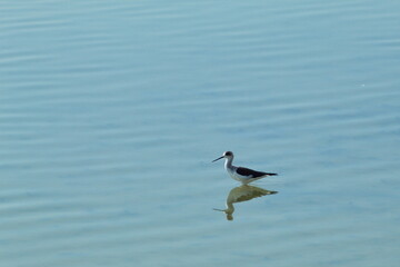 Fototapeta na wymiar Pretty black-necked stilt feeding silently in a quiet lagoon