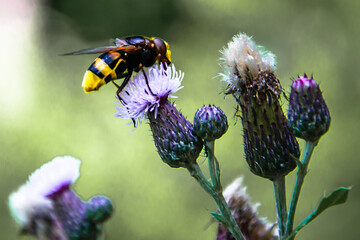 bee on a purple flower
