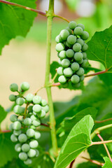 green grapes in the garden