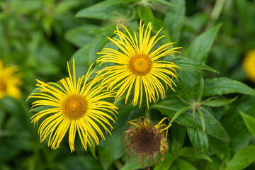 Inula Helenium flowers in bloom