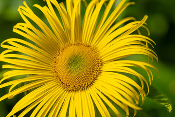 Close up of an Inula Helenium flower