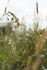 Spider on web in grass