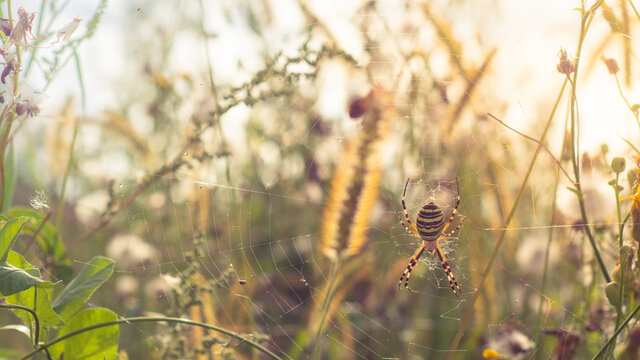 Spider on web in grass