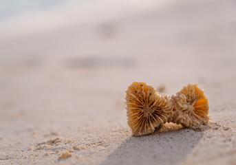 Pieces of corals can be found on beach after every tide or storm in Maldives. Crossroads Maldives, july 2021