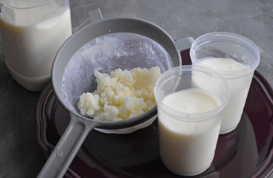 B&uacute;lgaros de K&eacute;fir colados, alimento muy sano 