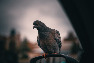 pigeon sitting on a mirror