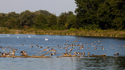 Öpfinger Stausee mit vielen Wasservögeln 