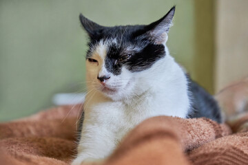 Portrait of a black and white cat sleeping on a bed