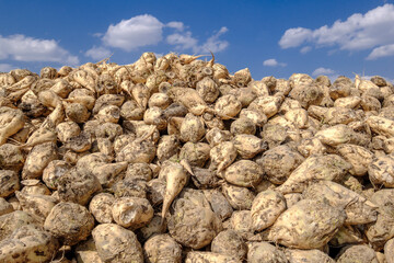 sugar beets at stock area