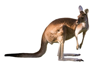 Beautiful kangaroo standing in alert position ON WHITE BACKGROUND WITH COPY SPACE isolated, white, Perth, Western Australia, Australia