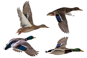 four mallard ducks on white in flight - obrazy, fototapety, plakaty