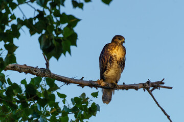 red tailed hawk perched on limb
