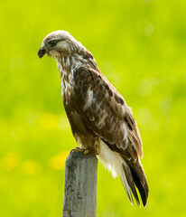 A Coopers Hawk perched on a post. Taken in Alberta, Canada