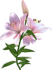 Fototapeta premium two blooms isolated lily pink flower on white