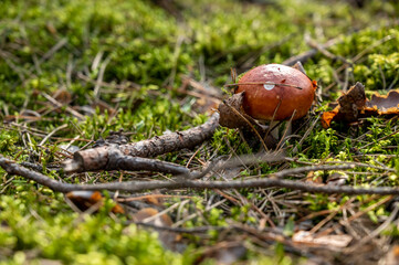 Fungus in the forest