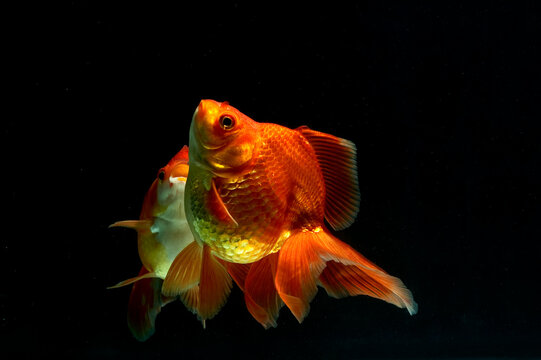 Two goldfish swimming in an aquarium