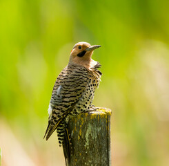 A Northern Flicker perched on a post. Taken in Alberta, Canada